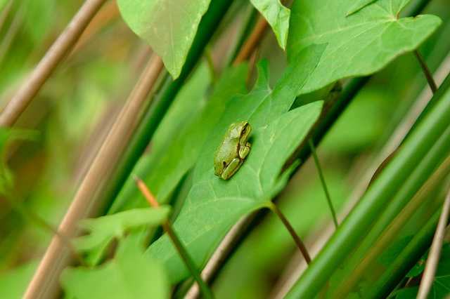 FH_TR_0031(Hyla arborea).jpg - Hyla arborea (Erdeven - Morbihan - France)